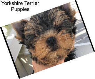 Yorkshire Terrier Puppies