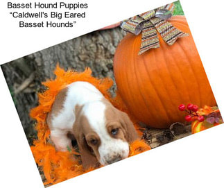 Basset Hound Puppies “Caldwell\'s Big Eared Basset Hounds”