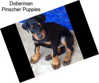 Doberman Pinscher Puppies