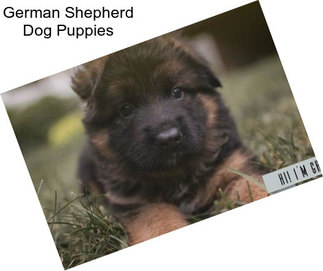 German Shepherd Dog Puppies