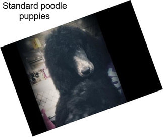 Standard poodle puppies