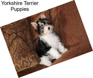 Yorkshire Terrier Puppies