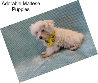 Adorable Maltese Puppies