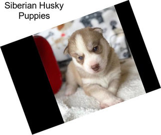 Siberian Husky Puppies