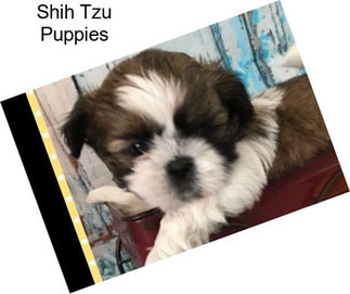 Shih Tzu Puppies