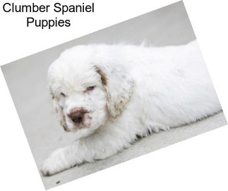 Clumber Spaniel Puppies