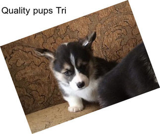 Quality pups Tri