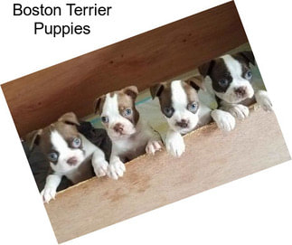 Boston Terrier Puppies