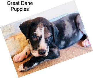 Great Dane Puppies