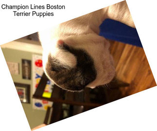 Champion Lines Boston Terrier Puppies