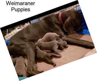 Weimaraner Puppies