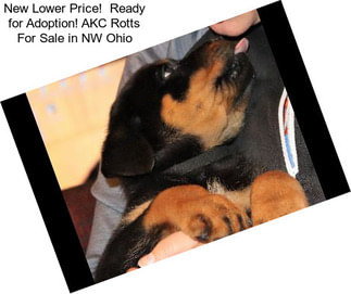 New Lower Price!  Ready for Adoption! AKC Rotts For Sale in NW Ohio