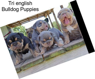 Tri english Bulldog Puppies