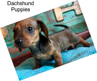 Dachshund Puppies