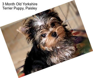 3 Month Old Yorkshire Terrier Puppy, \
