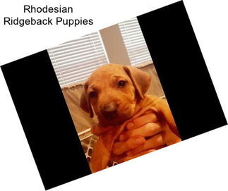 Rhodesian Ridgeback Puppies