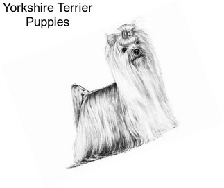 Yorkshire Terrier Puppies