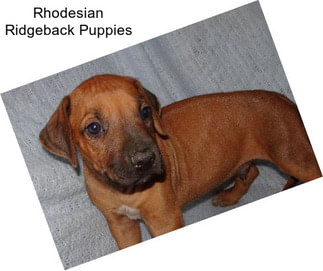 Rhodesian Ridgeback Puppies