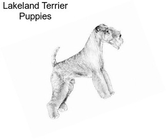 Lakeland Terrier Puppies