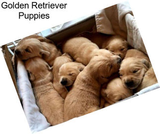 Golden Retriever Puppies