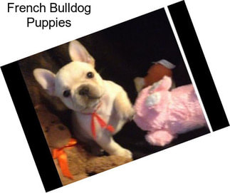 French Bulldog Puppies