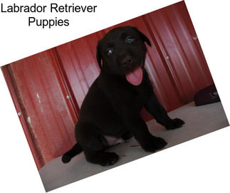 Labrador Retriever Puppies