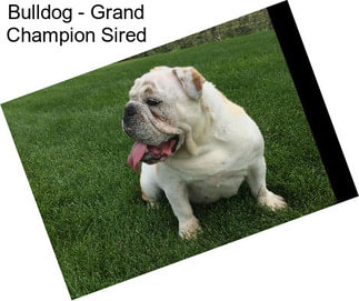 Bulldog - Grand Champion Sired