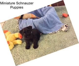 Miniature Schnauzer Puppies