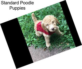 Standard Poodle Puppies