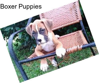 Boxer Puppies