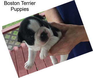 Boston Terrier Puppies