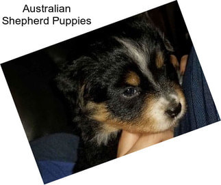 Australian Shepherd Puppies