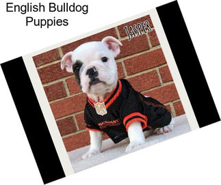 English Bulldog Puppies