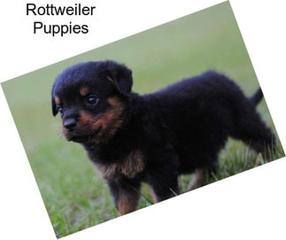 Rottweiler Puppies