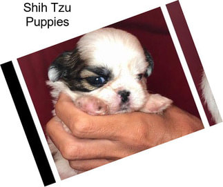 Shih Tzu Puppies