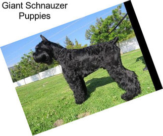 Giant Schnauzer Puppies