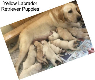 Yellow Labrador Retriever Puppies