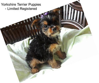 Yorkshire Terrier Puppies - Limited Registered