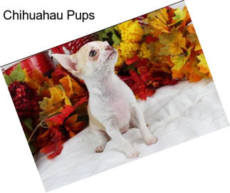 Chihuahau Pups