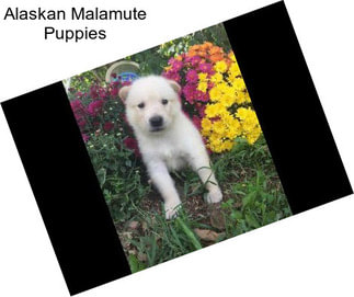 Alaskan Malamute Puppies