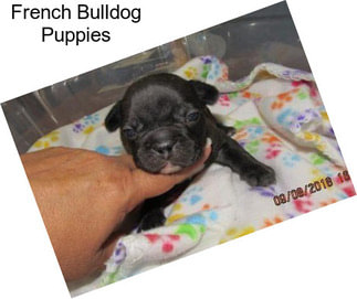 French Bulldog Puppies