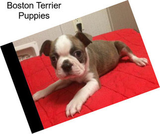 Boston Terrier Puppies