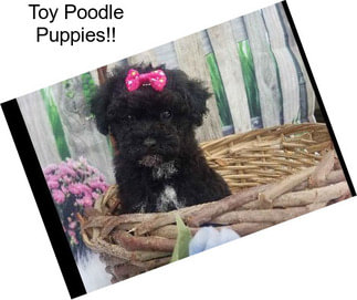 Toy Poodle Puppies!!