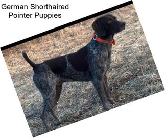 German Shorthaired Pointer Puppies