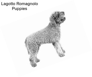 Lagotto Romagnolo Puppies