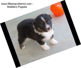 Www.fifteenacrefarms.com - Matilda\'s Puppies