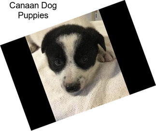 Canaan Dog Puppies