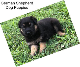 German Shepherd Dog Puppies