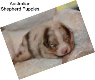 Australian Shepherd Puppies