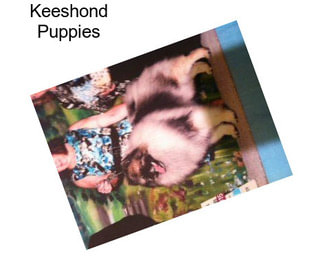 Keeshond Puppies